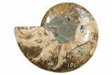 Cut & Polished Ammonite Fossil (Half) - Madagascar #296407-1